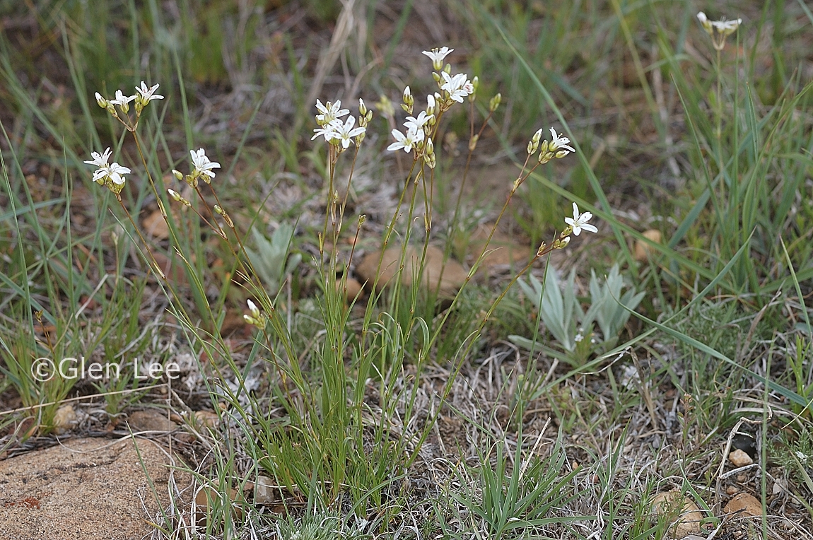 Eremogone congesta photos Saskatchewan Wildflowers